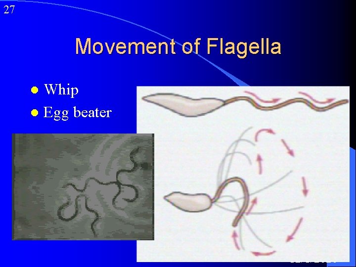 27 Movement of Flagella Whip l Egg beater l 12/1/2020 