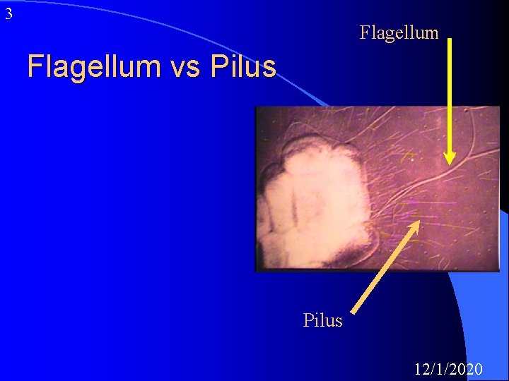 3 Flagellum vs Pilus 12/1/2020 