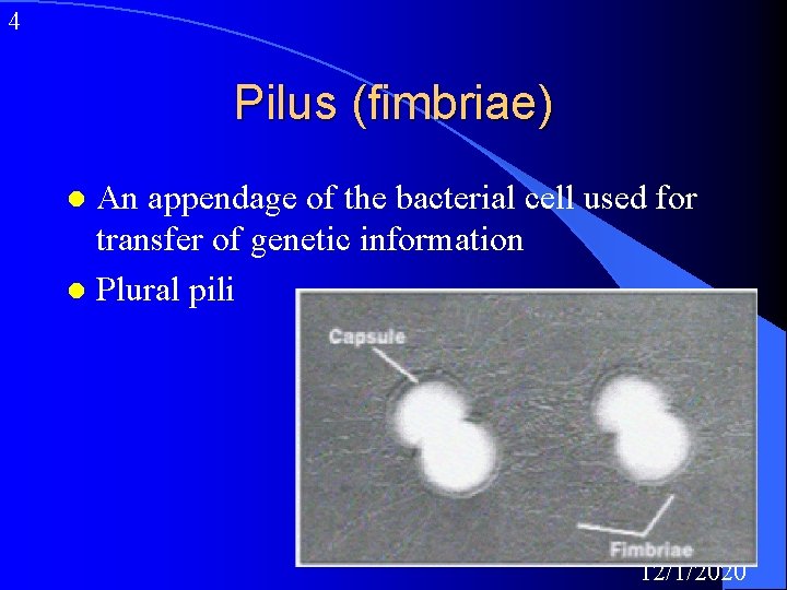 4 Pilus (fimbriae) An appendage of the bacterial cell used for transfer of genetic