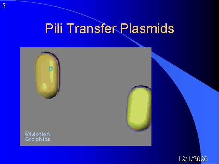 5 Pili Transfer Plasmids 12/1/2020 