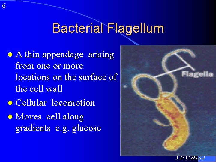 6 Bacterial Flagellum A thin appendage arising from one or more locations on the