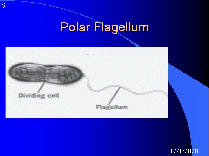 9 Polar Flagellum 12/1/2020 