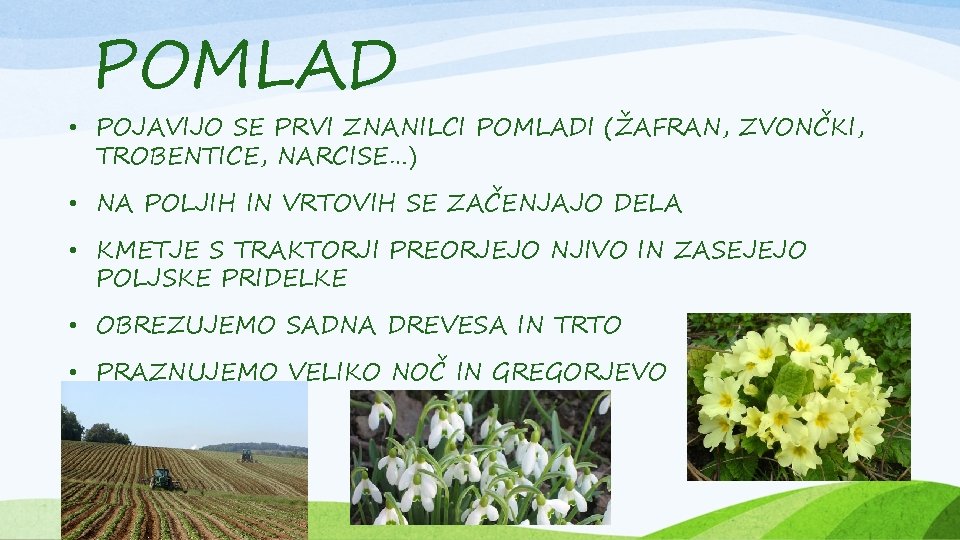 POMLAD • POJAVIJO SE PRVI ZNANILCI POMLADI (ŽAFRAN, ZVONČKI, TROBENTICE, NARCISE…) • NA POLJIH