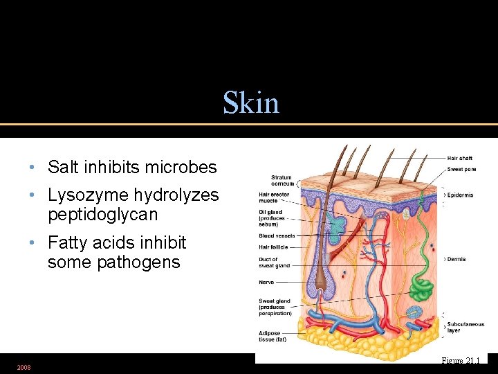 Skin • Salt inhibits microbes • Lysozyme hydrolyzes peptidoglycan • Fatty acids inhibit some