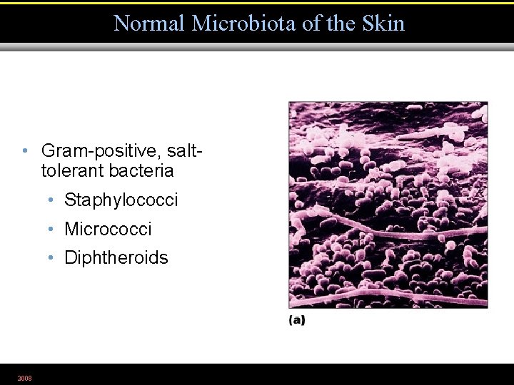 Normal Microbiota of the Skin • Gram-positive, salttolerant bacteria • Staphylococci • Micrococci •