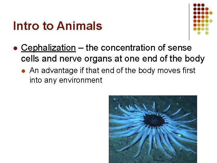 Intro to Animals l Cephalization – the concentration of sense cells and nerve organs