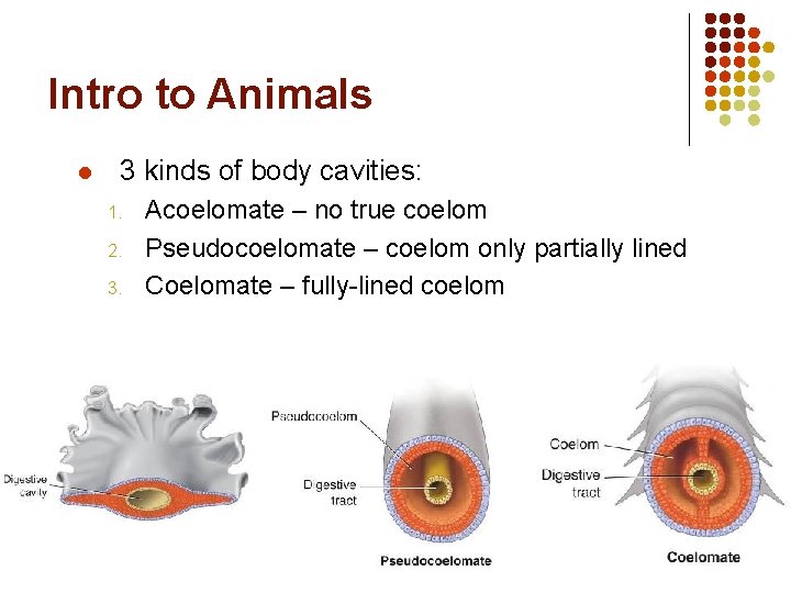 Intro to Animals l 3 kinds of body cavities: 1. 2. 3. Acoelomate –