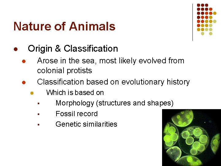 Nature of Animals Origin & Classification l Arose in the sea, most likely evolved