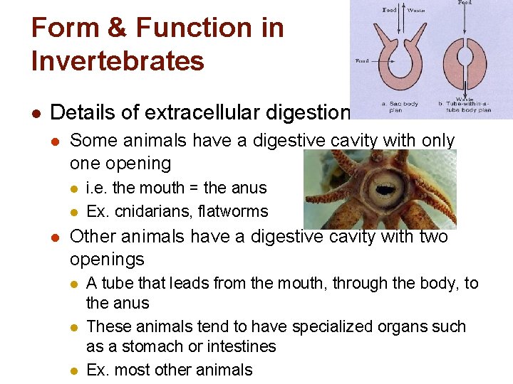 Form & Function in Invertebrates l Details of extracellular digestion l Some animals have