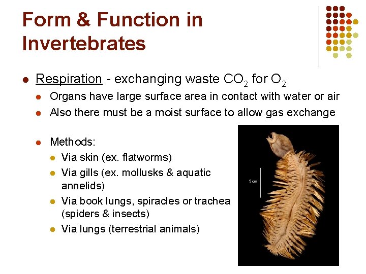 Form & Function in Invertebrates l Respiration - exchanging waste CO 2 for O
