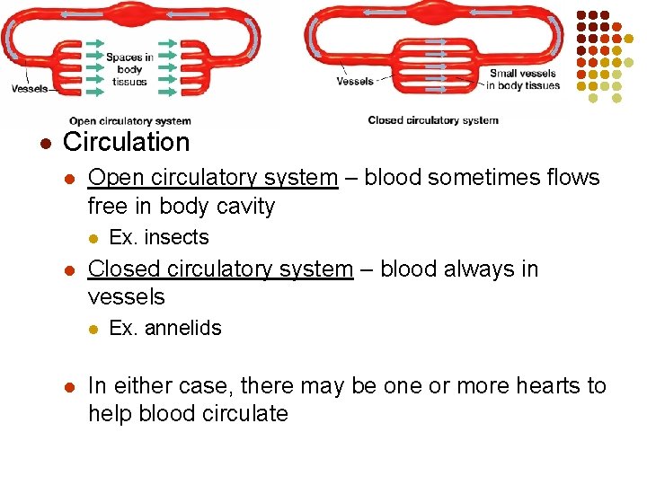 Form & Function in Invertebrates l Circulation l Open circulatory system – blood sometimes