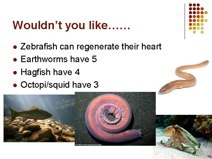 Wouldn’t you like…… l l Zebrafish can regenerate their heart Earthworms have 5 Hagfish