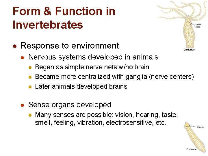 Form & Function in Invertebrates l Response to environment l Nervous systems developed in
