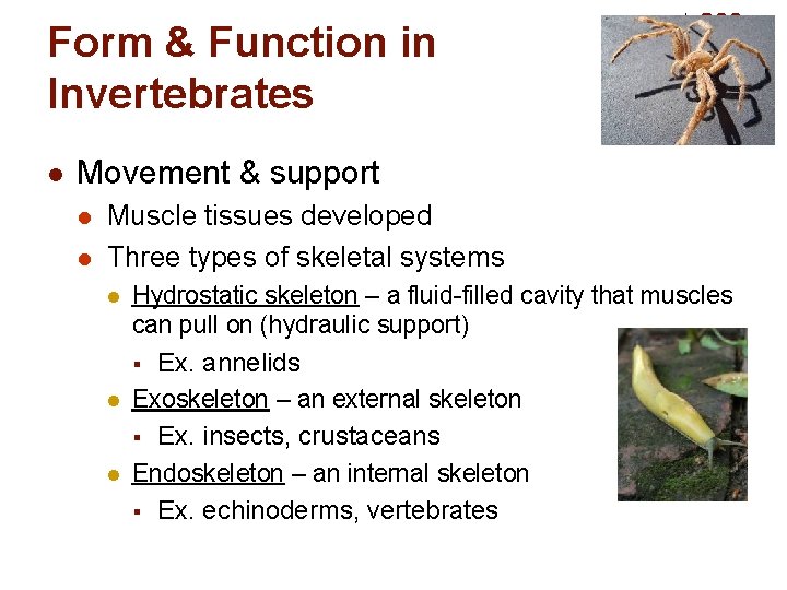 Form & Function in Invertebrates l Movement & support l l Muscle tissues developed