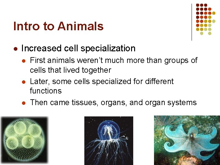 Intro to Animals l Increased cell specialization l l l First animals weren’t much