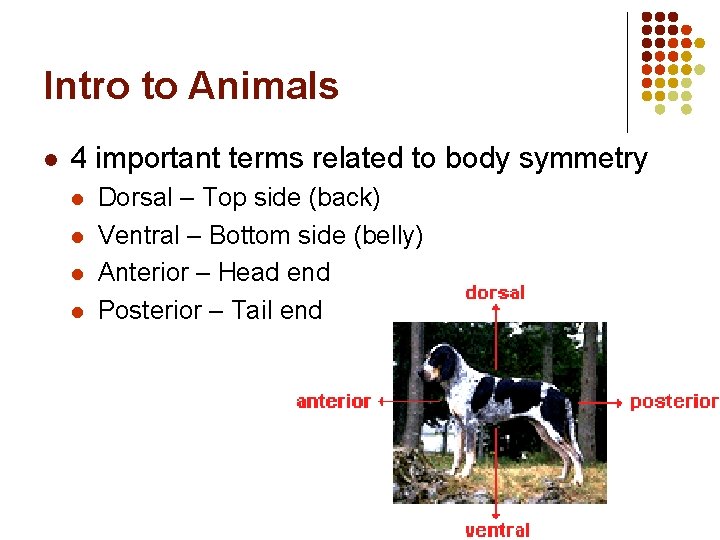 Intro to Animals l 4 important terms related to body symmetry l l Dorsal