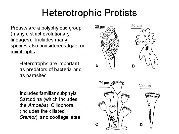 Heterotrophic Protists are a polyphyletic group (many distinct evolutionary lineages). Includes many species also