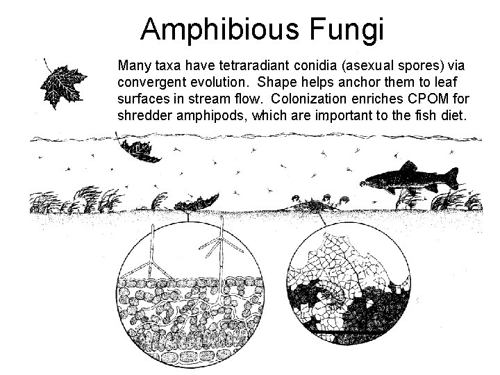 Amphibious Fungi Many taxa have tetraradiant conidia (asexual spores) via convergent evolution. Shape helps