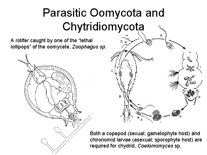 Parasitic Oomycota and Chytridiomycota A rotifer caught by one of the “lethal lollipops” of