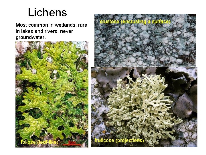 Lichens Most common in wetlands; rare in lakes and rivers, never groundwater. foliose (leaf-like)