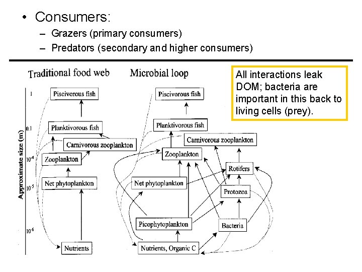  • Consumers: – Grazers (primary consumers) – Predators (secondary and higher consumers) All
