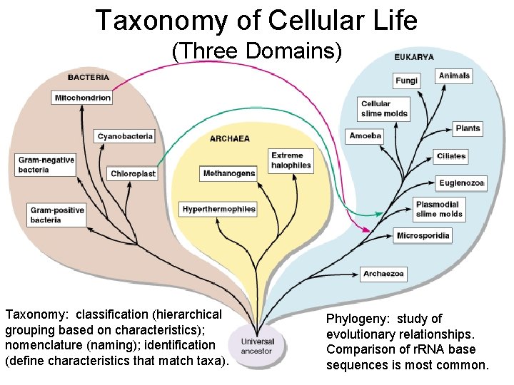 Taxonomy of Cellular Life (Three Domains) Taxonomy: classification (hierarchical grouping based on characteristics); nomenclature