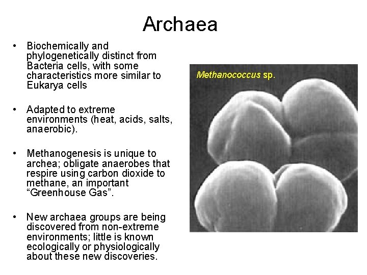 Archaea • Biochemically and phylogenetically distinct from Bacteria cells, with some characteristics more similar