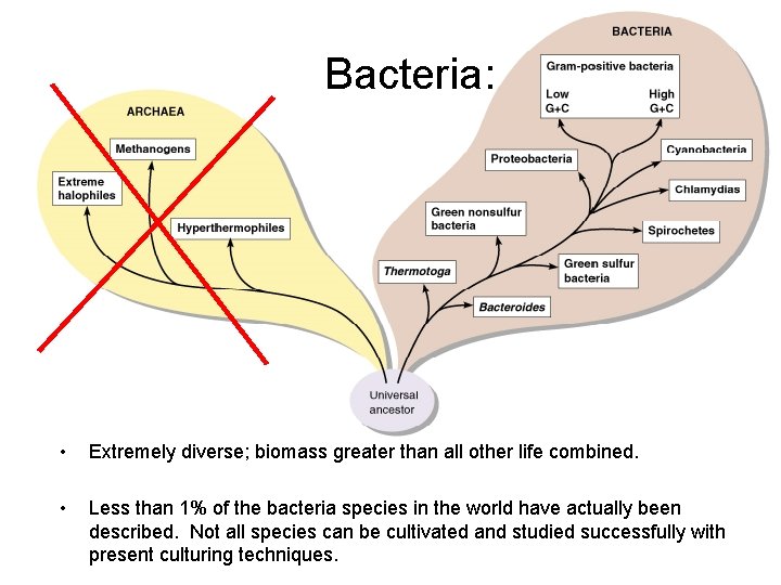 Bacteria: • Extremely diverse; biomass greater than all other life combined. • Less than