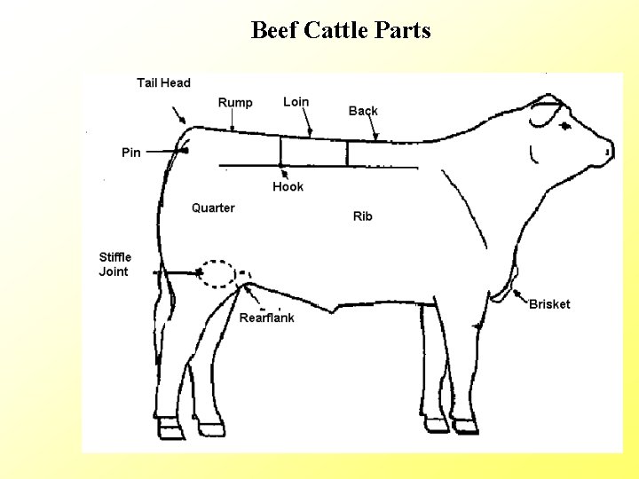 Beef Cattle Parts 