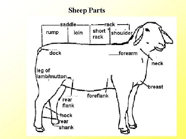 Sheep Parts 