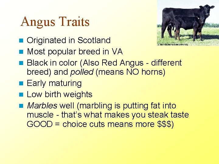 Angus Traits n n n Originated in Scotland Most popular breed in VA Black