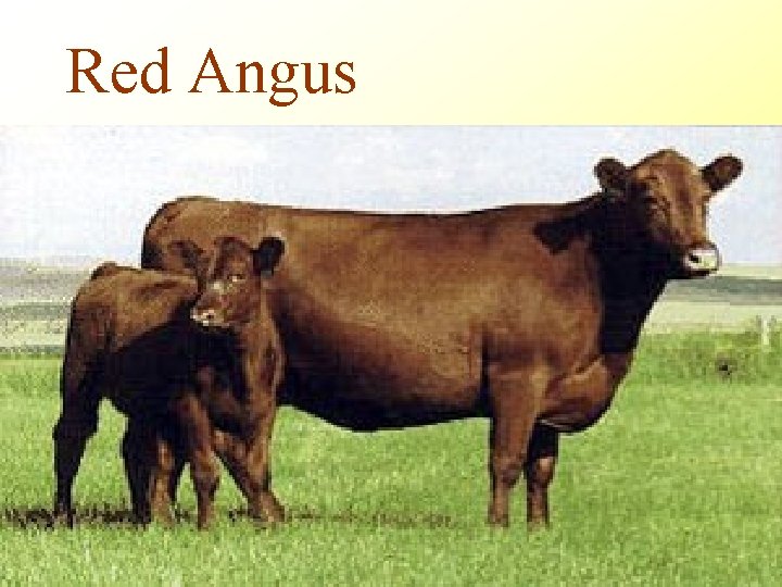 Red Angus 