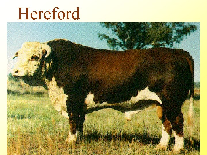 Hereford 