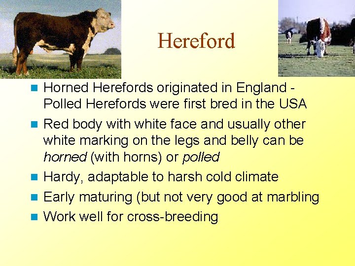 Hereford n n n Horned Herefords originated in England Polled Herefords were first bred