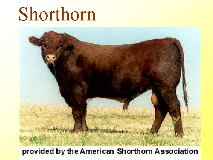 Shorthorn 