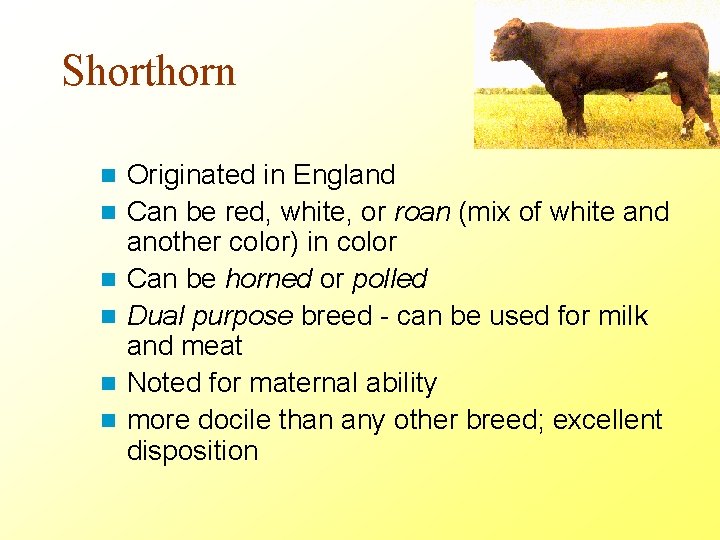 Shorthorn n n n Originated in England Can be red, white, or roan (mix