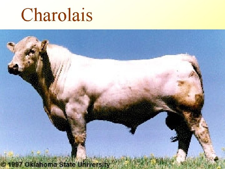 Charolais 