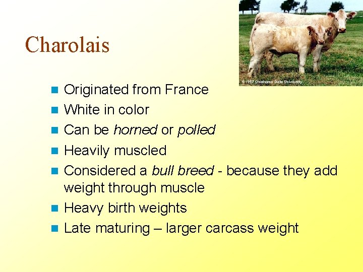 Charolais n n n n Originated from France White in color Can be horned