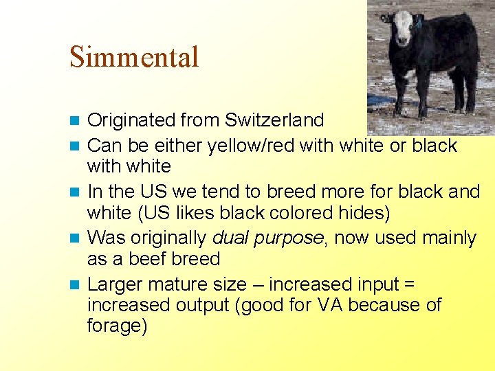 Simmental n n n Originated from Switzerland Can be either yellow/red with white or