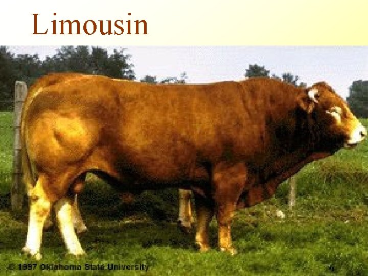Limousin 