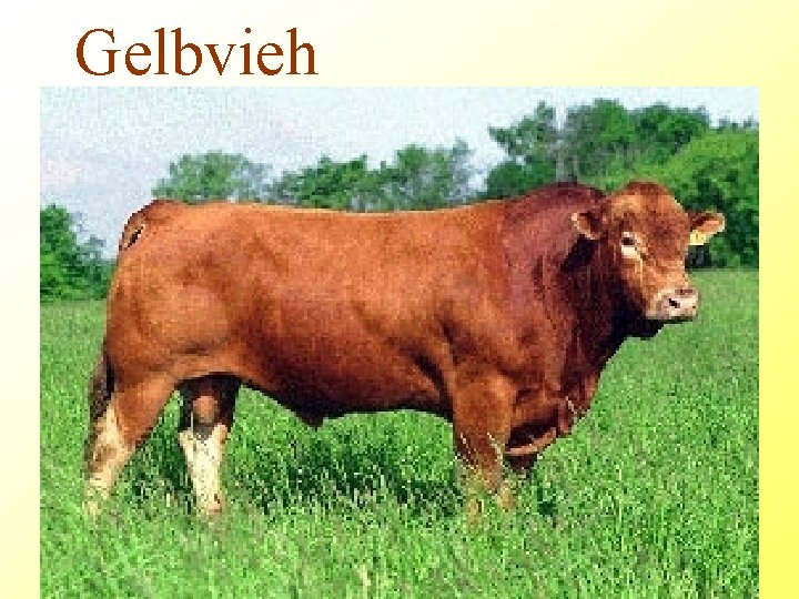 Gelbvieh 