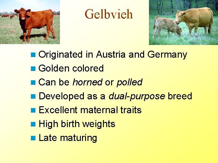 Gelbvieh n Originated in Austria and Germany n Golden colored n Can be horned