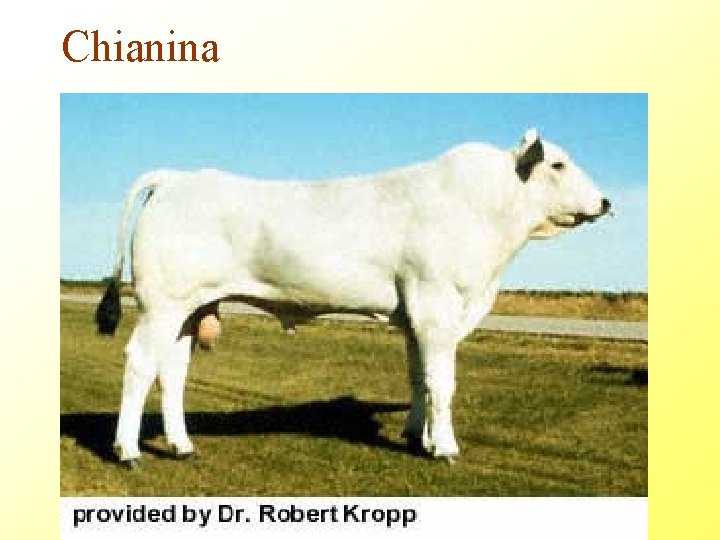 Chianina 