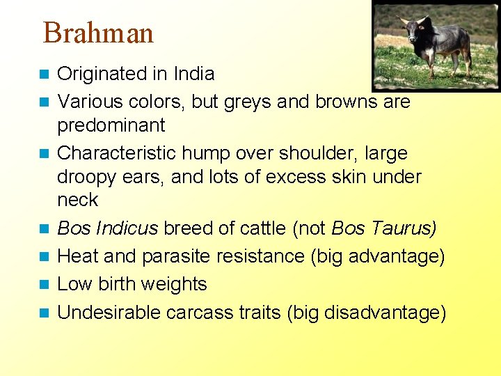 Brahman n n n Originated in India Various colors, but greys and browns are