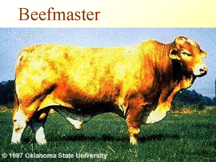 Beefmaster 