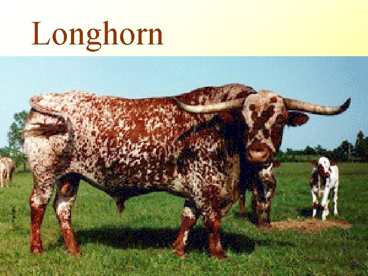 Longhorn 