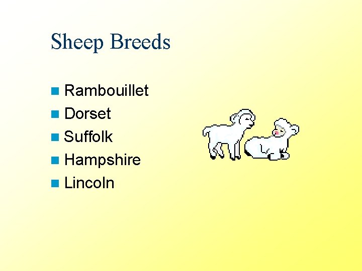 Sheep Breeds n Rambouillet n Dorset n Suffolk n Hampshire n Lincoln 