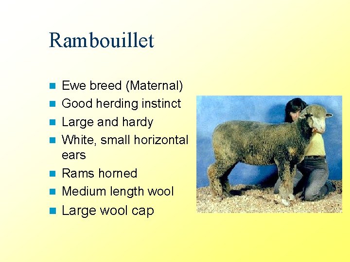 Rambouillet n Ewe breed (Maternal) Good herding instinct Large and hardy White, small horizontal
