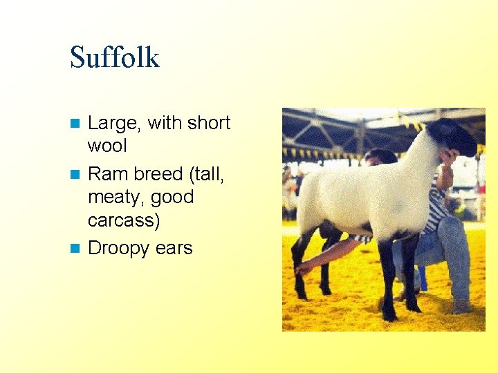 Suffolk Large, with short wool n Ram breed (tall, meaty, good carcass) n Droopy