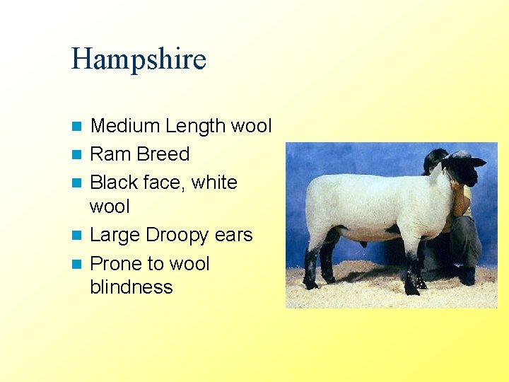 Hampshire n n n Medium Length wool Ram Breed Black face, white wool Large